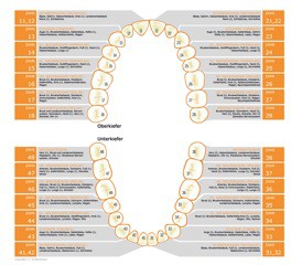 Zahn Organ Beziehung